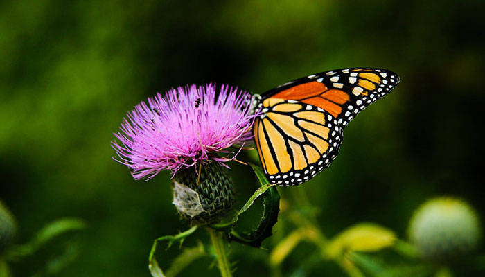 Butterfly Encounter butterfly