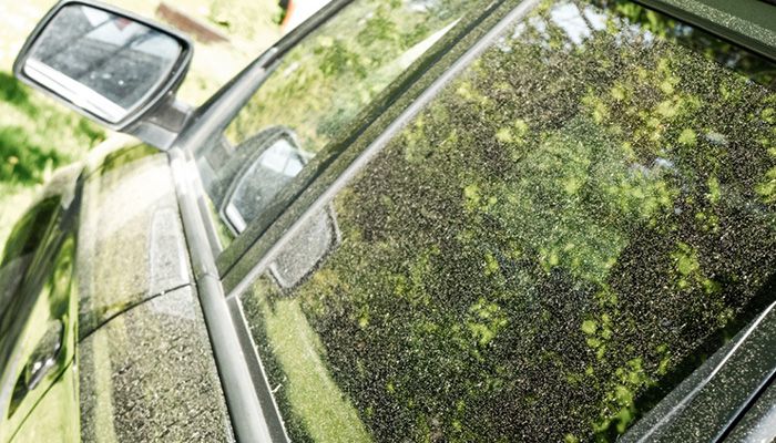 Georgia-Pollen-Season