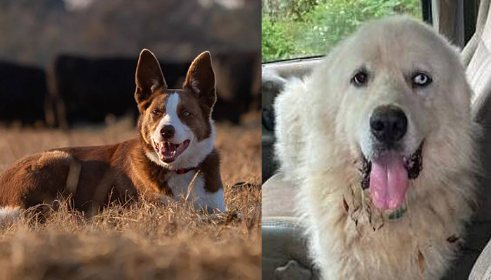 Farm-Dog-GA-Winners