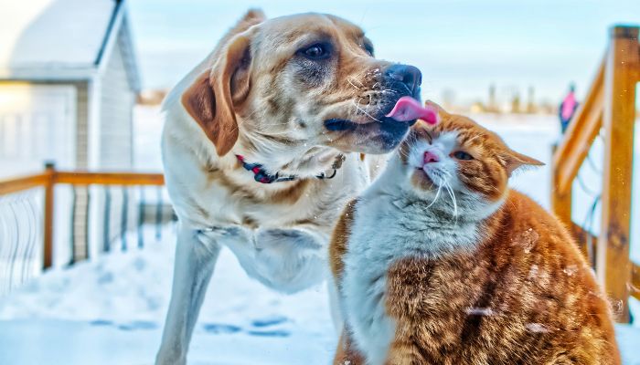 Pets-Warm-Winter
