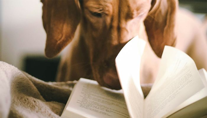 Book-Club-Humane-Society