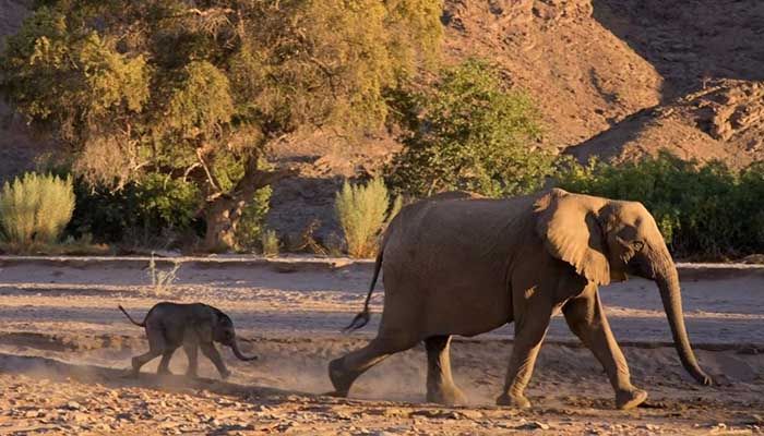 Desert-Elephants-Fernbank