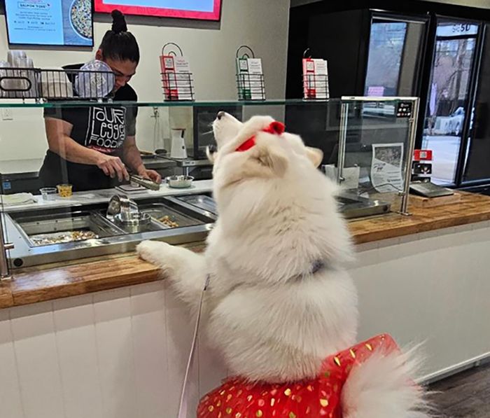 4-Legged-Foodie